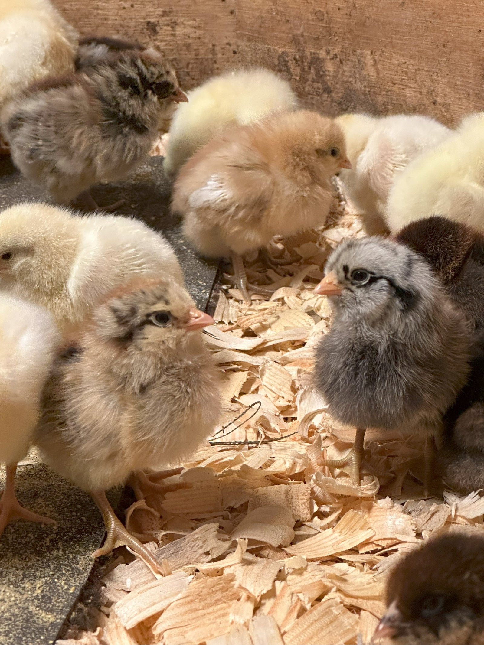 Rise & Shine Farm photo 7