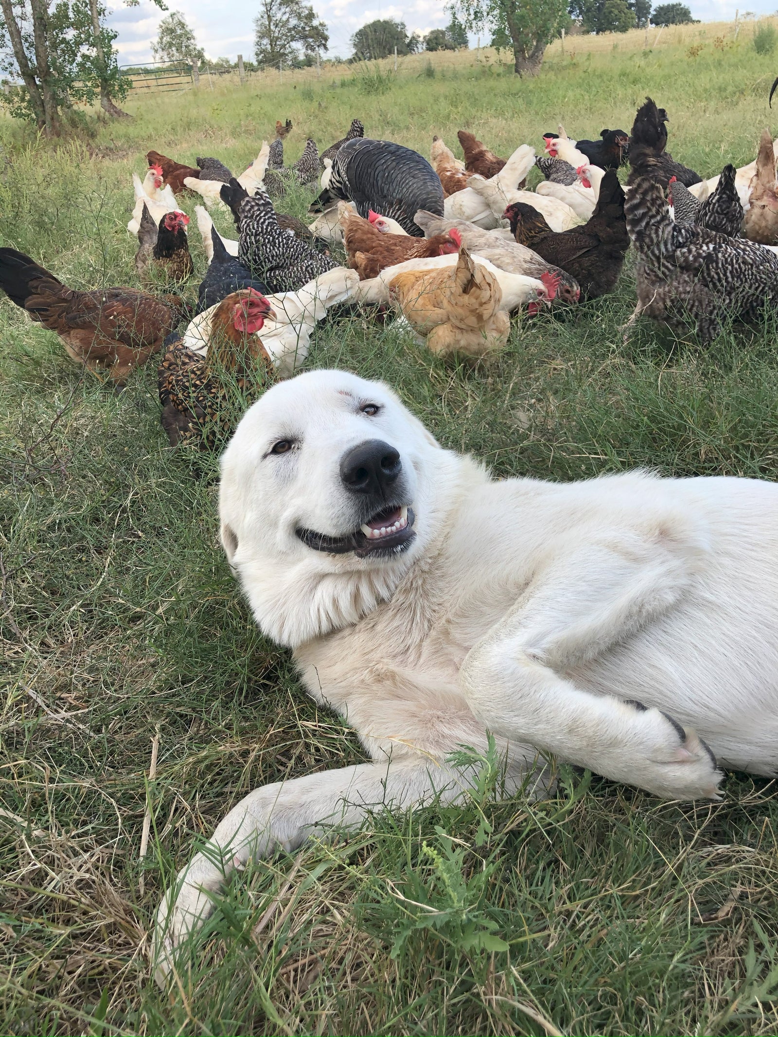 Rise & Shine Farm photo 3