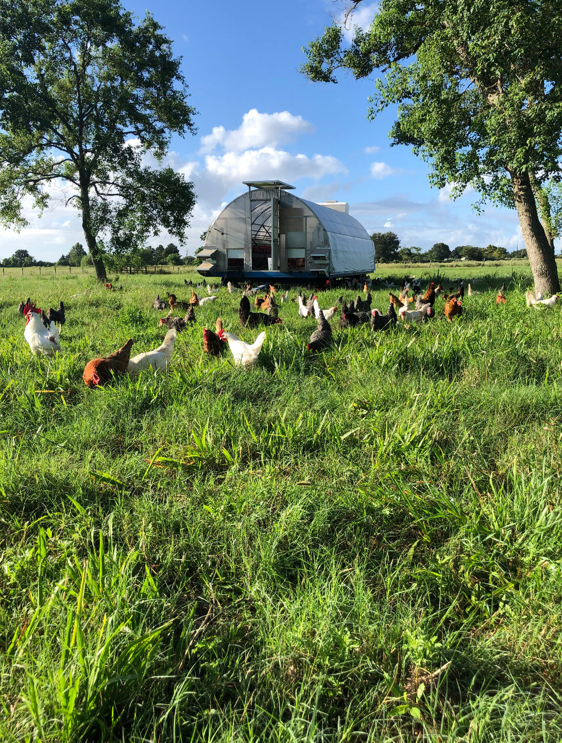 Shiny Farm Rise and Shine Farm